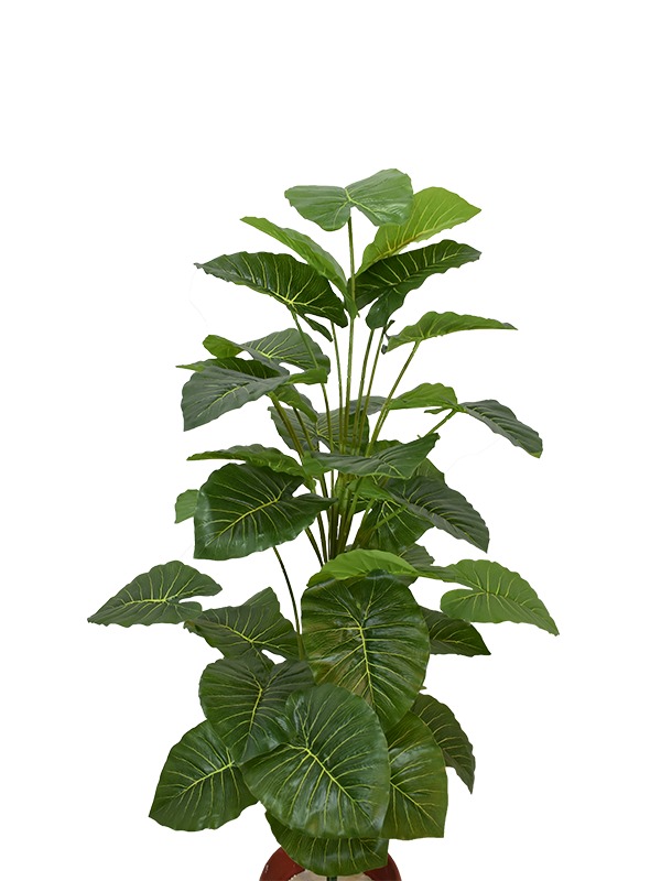 Aravaili-Plant
