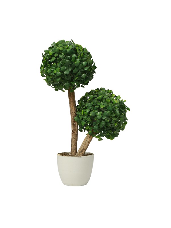 Dual-boxwood-tree-planter
