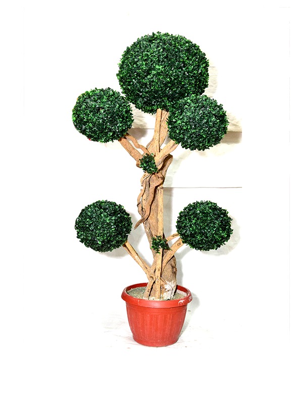 Evergreen-Hallee-Boxwood-Planter
