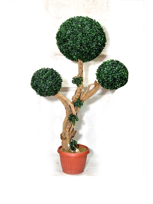 Evergreen-Littell-Boxwood-Planter
