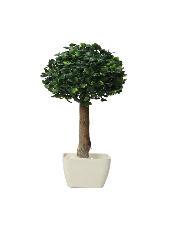 Single-boxwood-tree-planter
