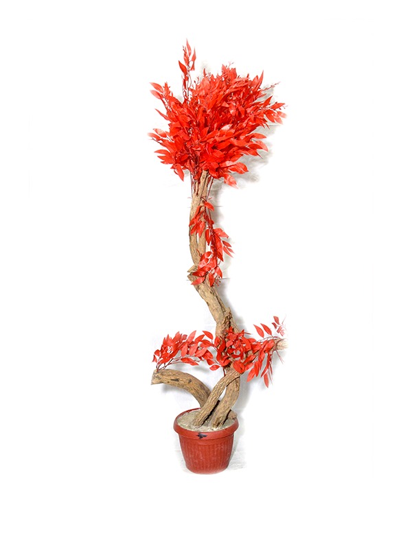 Sizzling-Red-Planter
