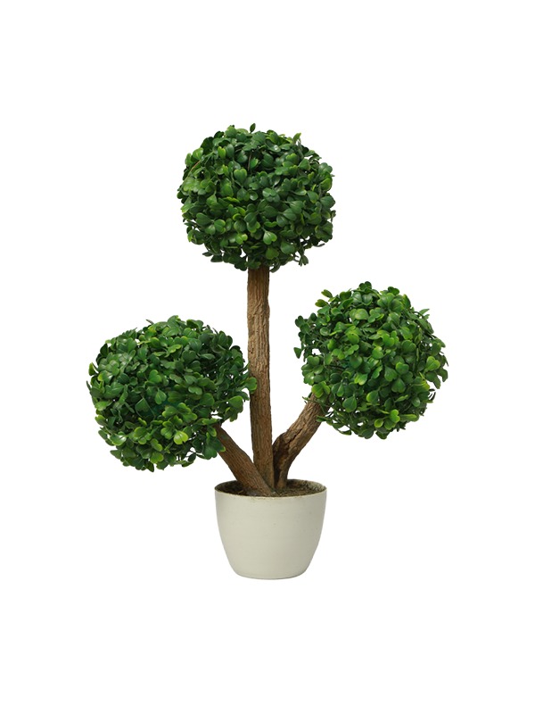 Three-boxwood-tree-Planter
