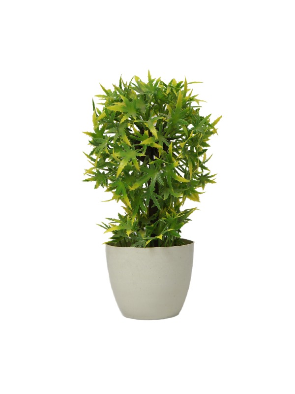 White-pot-mini-tree-planter
